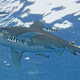 Illustration for article titled Shark Dies After It Was Plopped in L.A. Pool for Kmart Commercial